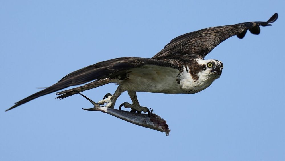 Osprey came back from the brink once. Now chicks are dying in nests, and some blame overfishing
