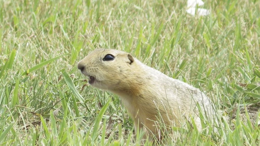 Ground squirrels are taking over a North Dakota city and officials are not amused