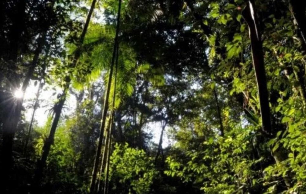 Justiça freia desmonte do Código Ambiental de Santa Catarina