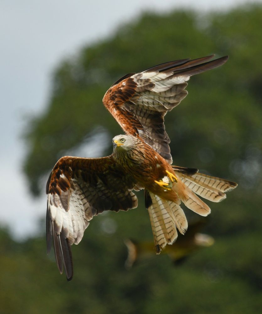 The Red Kite is a large raptor with reddish brown body and base of the wings and tail, which also have white plumage and then black wing tips. It has a silver grey head and yellow beak and talons. In the shot the bird is flying upwards facing toward the camera whilst clutching a piece of food. It is set against a blurred green and blue background. 