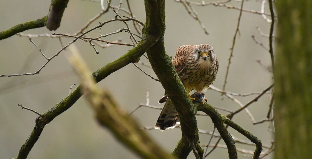 A perched European Kestrel looks straight towards the camera whilst clutching its prey. 