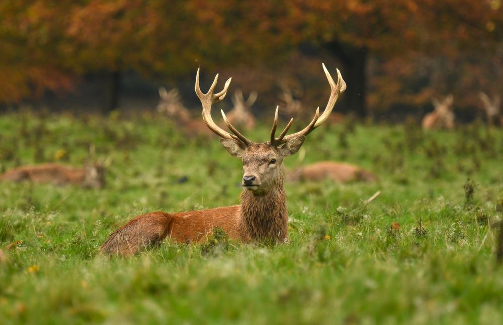 A Red deer stag lays in the green grass floor. He is looking forward with a full antlers and a diffused background of brown gold leaves.