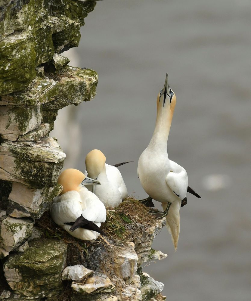 A Gannet perches on the side of a cliff and is looking straight up. To the left two more Gannets are nestled against the cliff face whilst the right of image is a blurred grey blue sea. The Gannet is a large seabird with predominantly white body, wings and tail. The the tips of the wings are black on adult birds like this. The head is a peach orange colour with striking blue eyes and eye ring. The bill is large for grabbing fish and is a silver grey colour. The webbed feet of the bird are black with thin yellow stripes along the joints. 