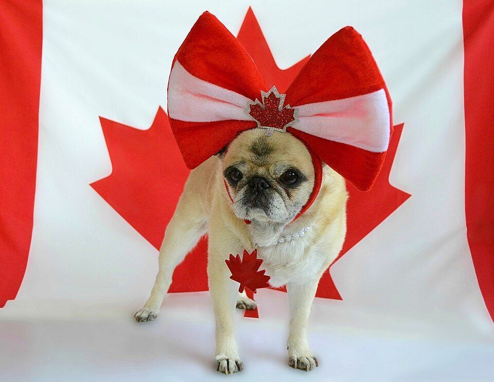A blonde pug dog in a red and white headband with a maple leaf, wearing a large maple leaf necklace in from of the Canadian Flag