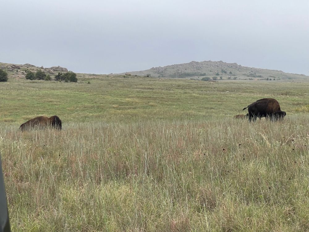 Bison on the plains