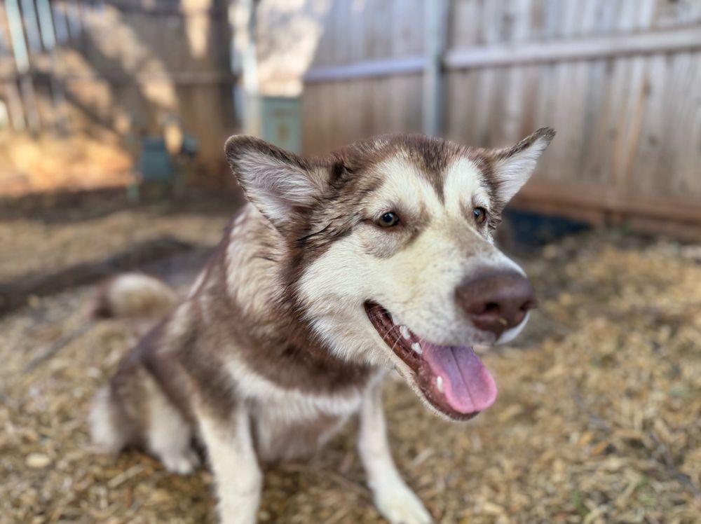 A red Alaskan Malamute named Nikita, grinning. 
