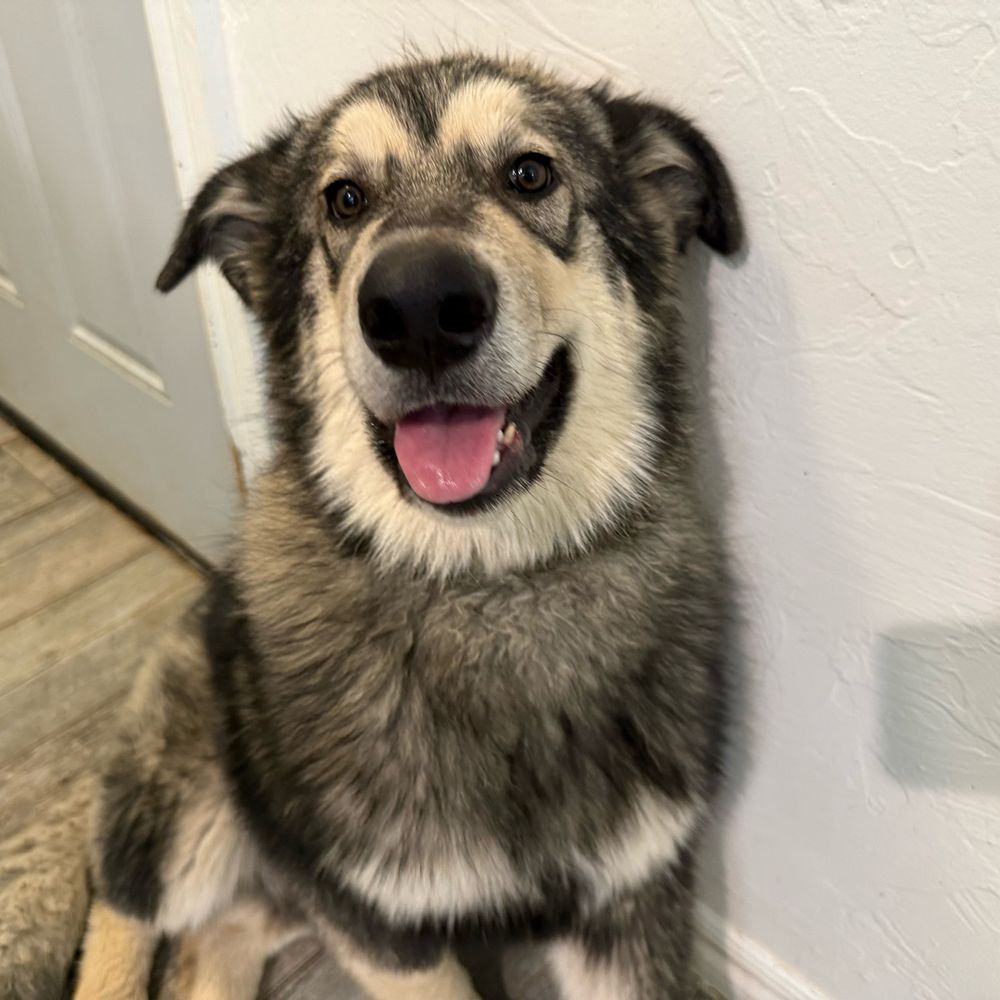 Mako the Agouti-faced Alaskan Malamute poses with his ears back and tongue out. 