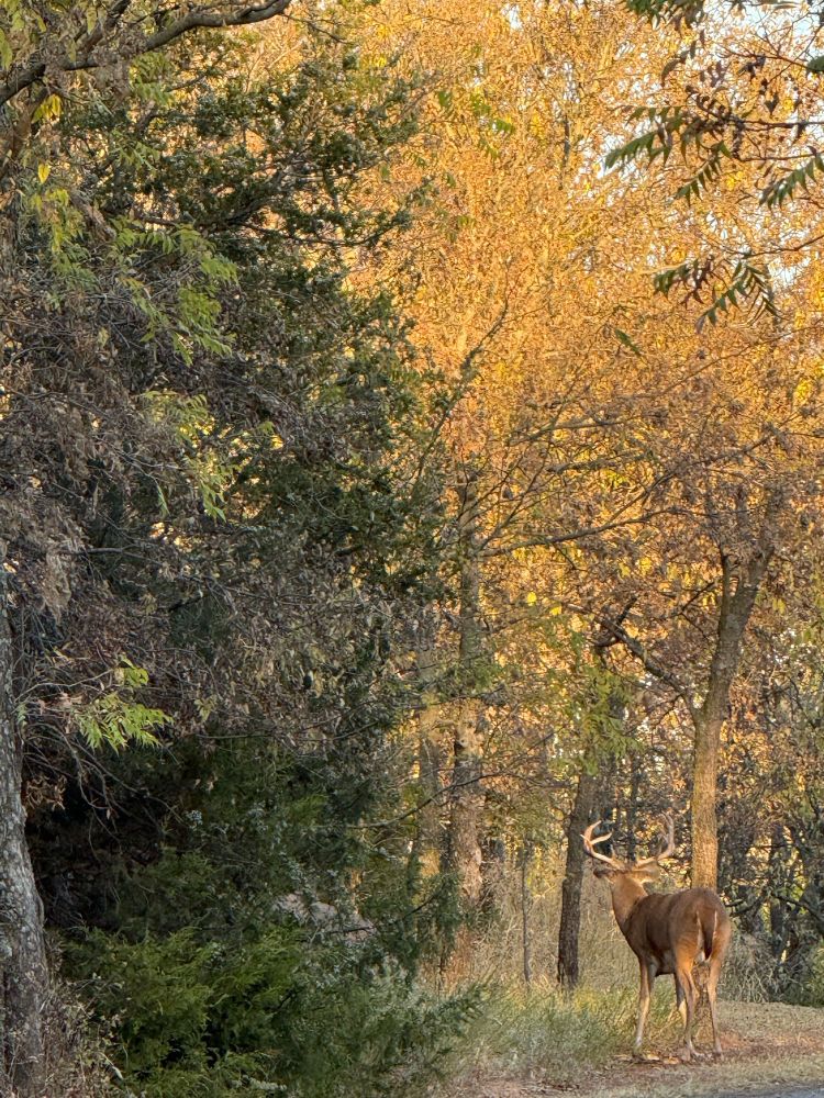 A deer spotted on a walk through the yellow woods.