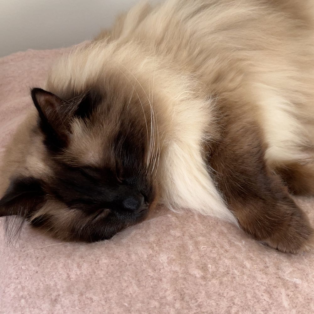 Sleeping Ragdoll cat on pink blanket