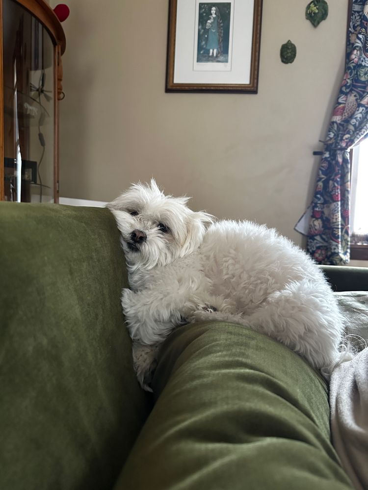 Small white dog slumped in a couch