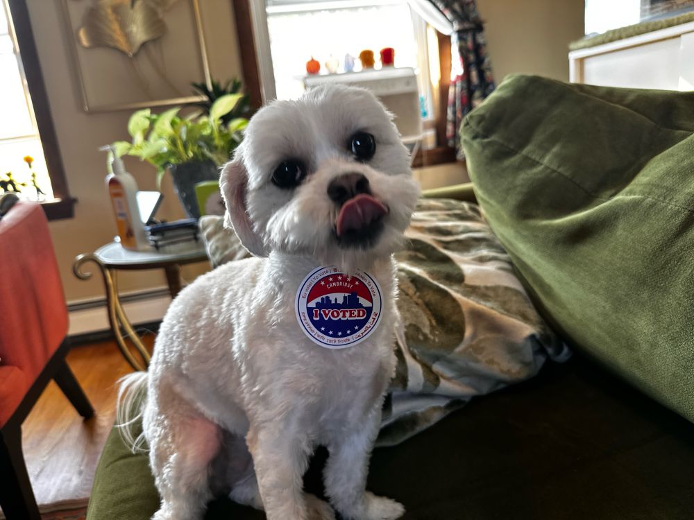 Little white dog wearing the “I VOTED” sticker I got for voting today on her chest