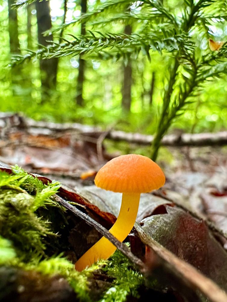 Tiny, very bright, little mushroom with an orange cap and a yellow stem. It is growing from bright green moss and there is bright green foliage in the background, including a little baby pine tree growing just behind it