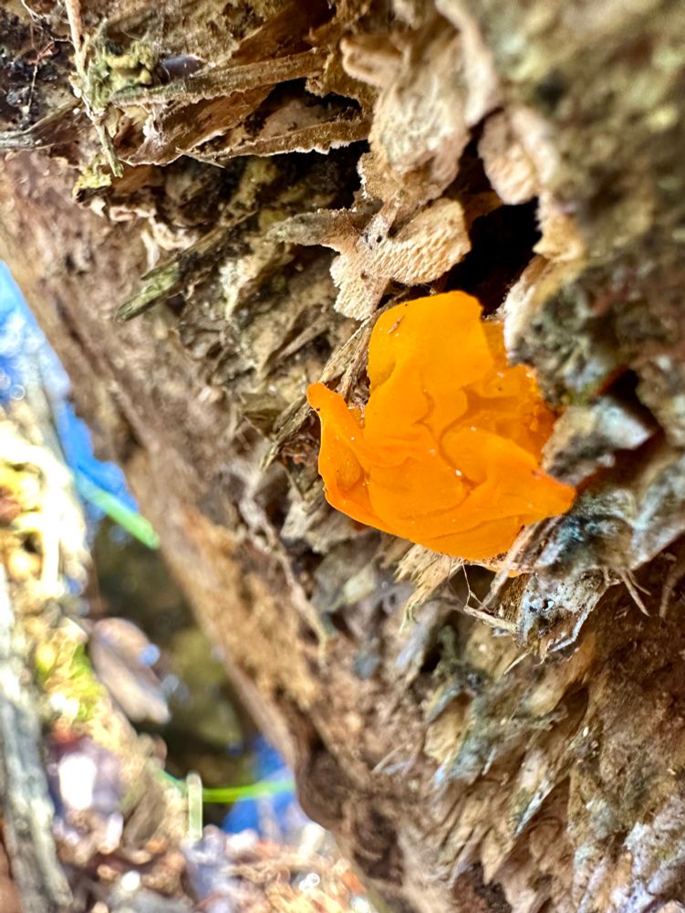 A small, bright clump of orange jelly fungus is growing on rotted wood