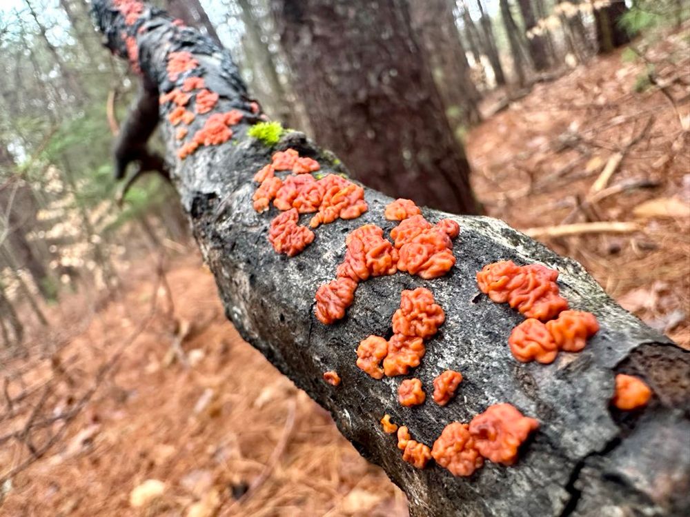 Many patches of red, blobby, brain-looking fungus growing along the length of a downed tree branch, near to far, in the rainy autumn woods