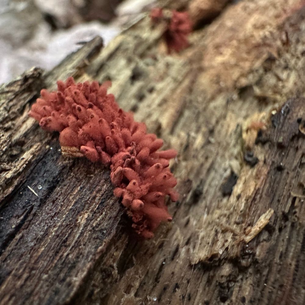Closeup photo of puffy, reddish slime mold on a rotted log