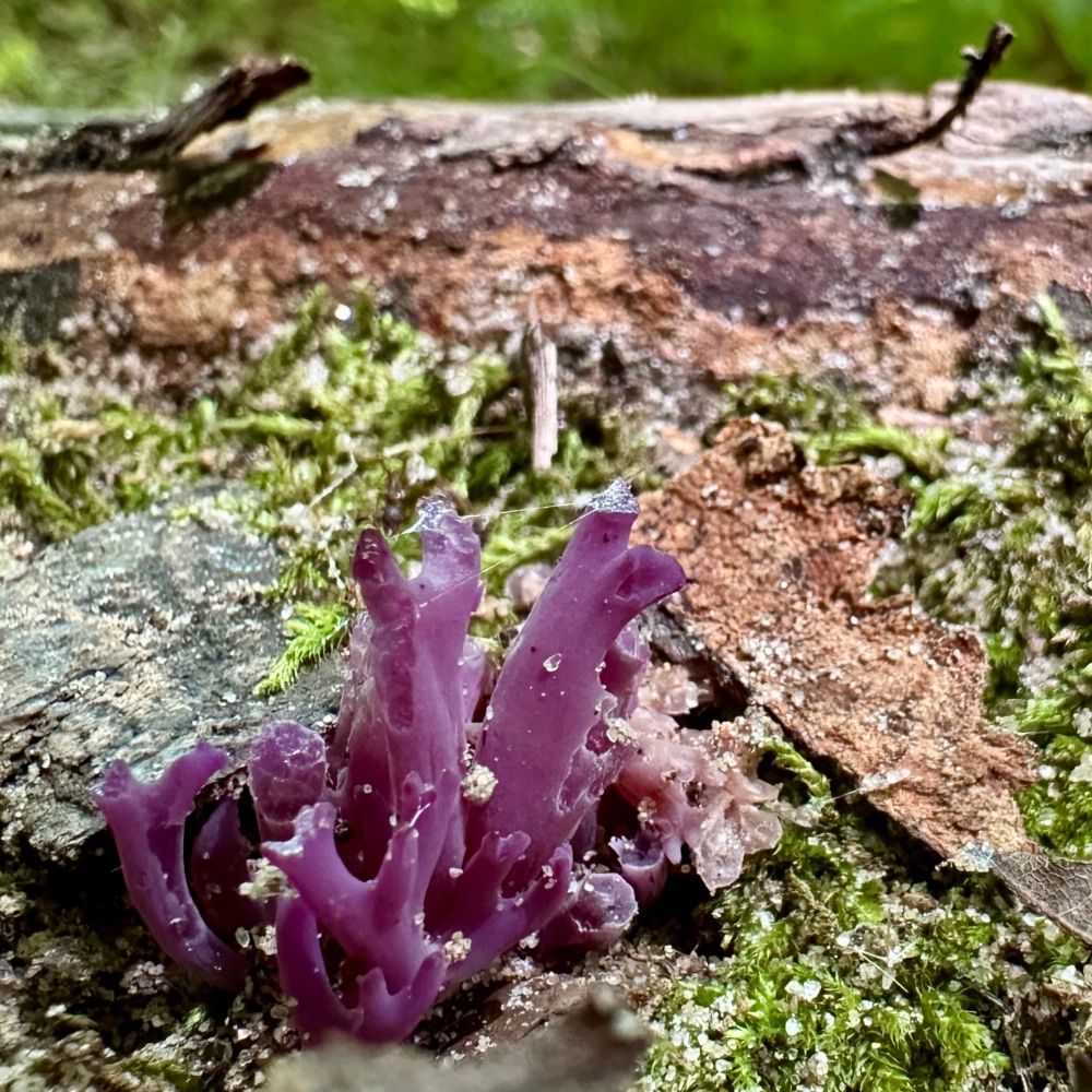 A tiny, baby violet coral mushroom, freshly emerging, just for us