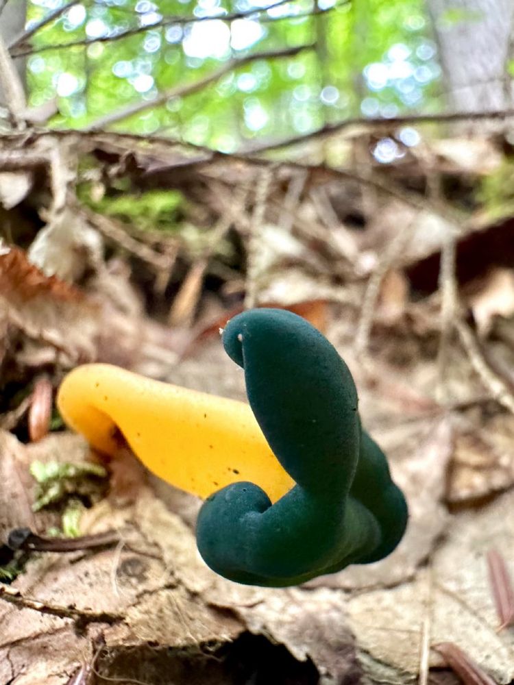 A mushroom is lying on its side on the forest floor. Its stem is smooth, bright yellow, and its blobby-shaped cap is smooth and a very deep forest green with a unique velvet-looking texture 