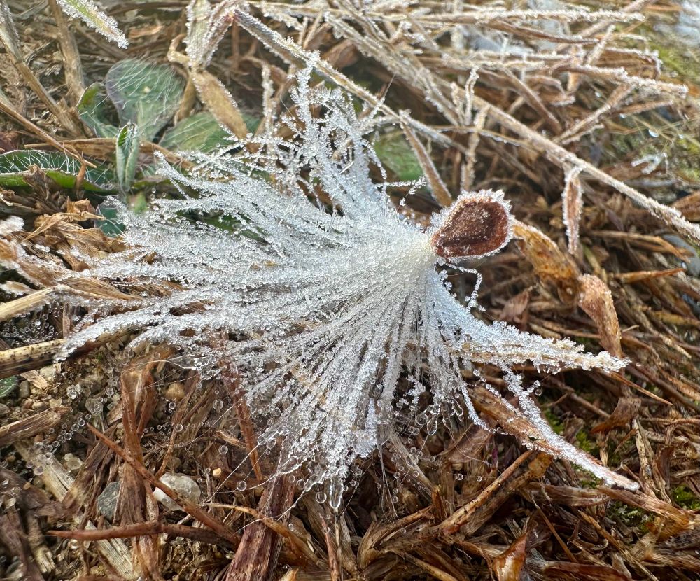 A milkweed seed on the ground, lit by the morning sun, sparkling with frost