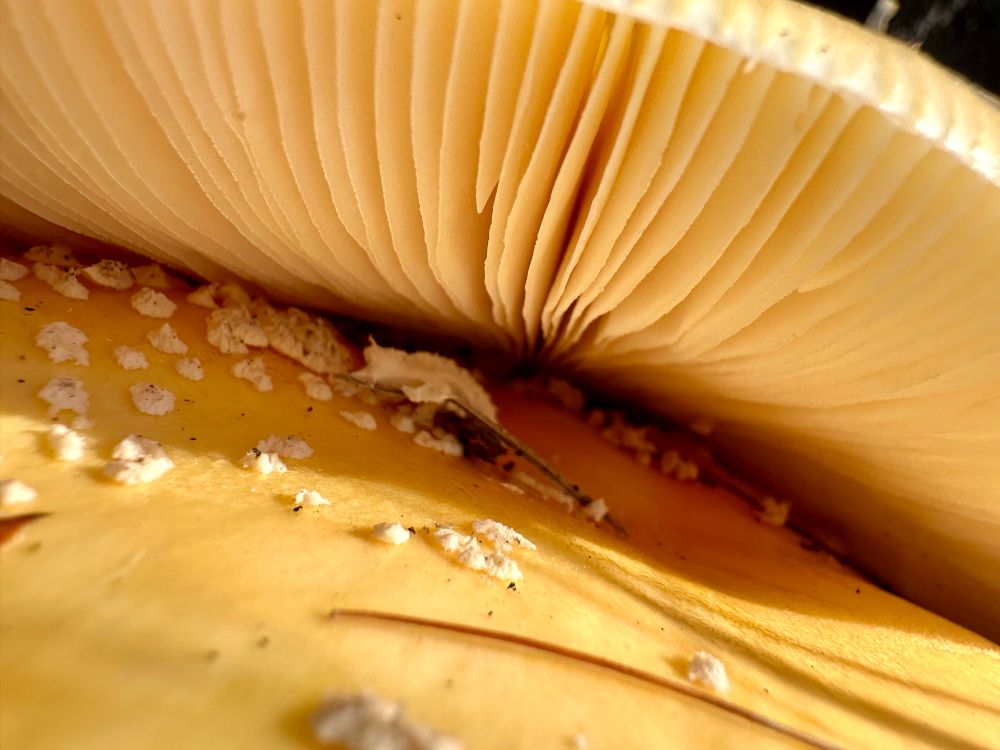 Closeup photo of the space between where the gills of one mushroom are resting on top of the cap of another