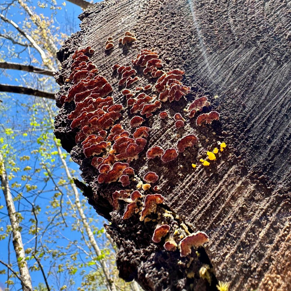 Looking up from underneath at the cut surface of an old log. There are many, very small, purple polypore babies beginning to grow, and just a few tiny, bright yellow jelly guys. The background shows a bright blue sky and a few slender trees with the beginnings of fresh spring leaves. The scene is bright with sunlight 