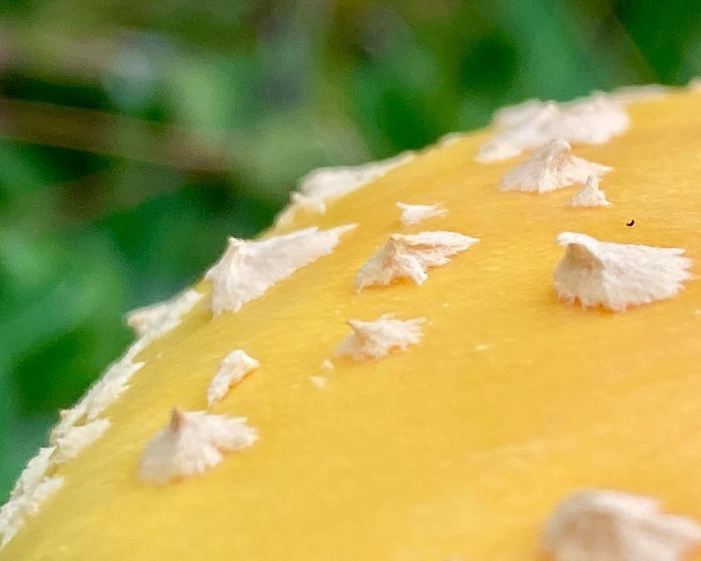 Macro closeup of the lemon yellow cap of an Amanita mushroom with spots like tiny, white, fluffy peaks of meringue 