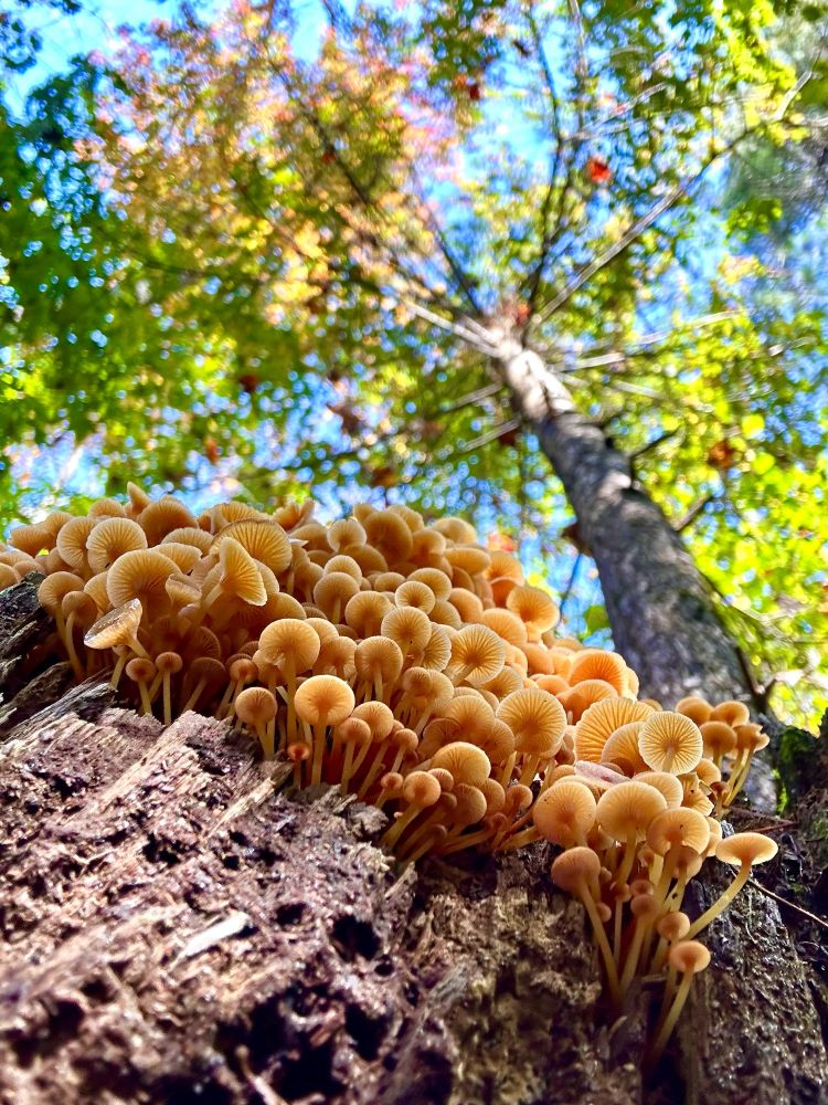 Looking up at the delicately-gilled undersides of hundreds of tiny, orange mushrooms growing in a tightly packed group off the side of a dead stump, with bright, abstract blue sky and green leaves above/behind