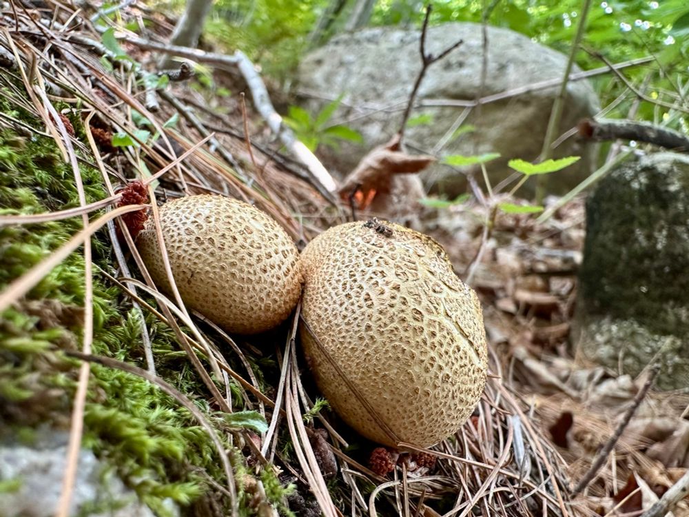 Two little pigskin puffballs growing snuggled together on a mossy rock in the forest