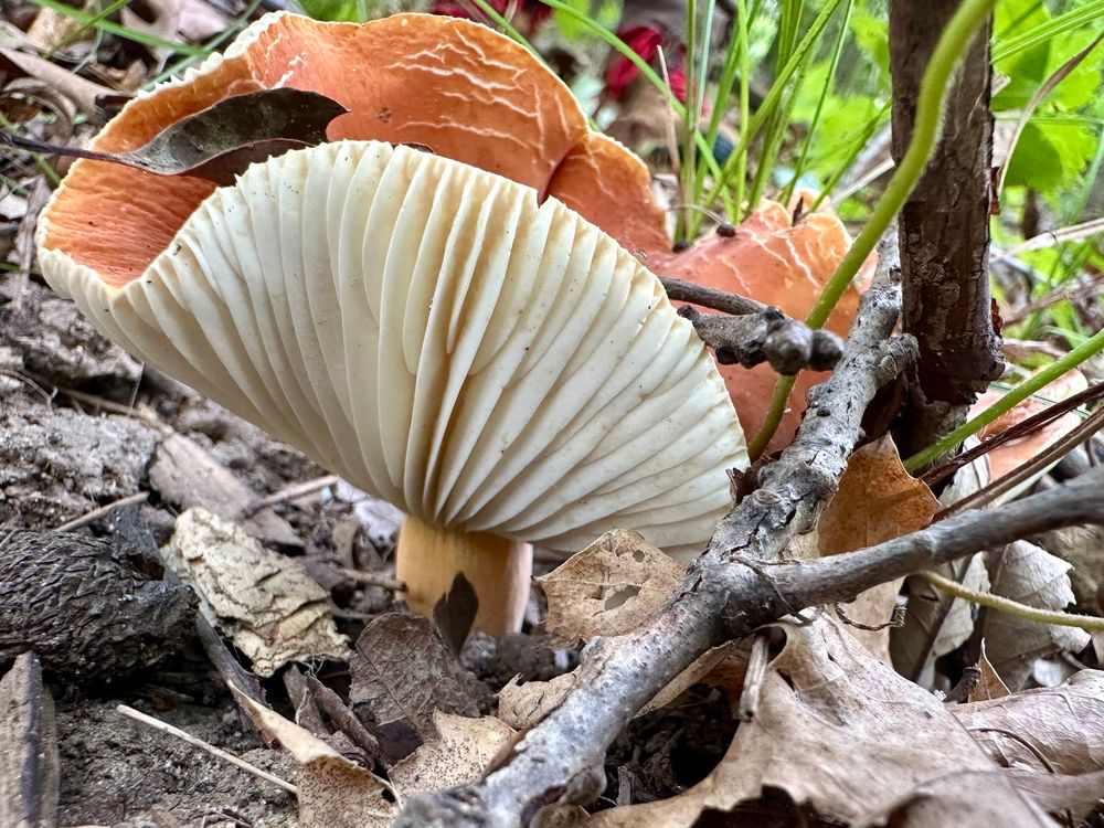 A Lactarius mushroom growing in the woods, showing off its lovely gills 