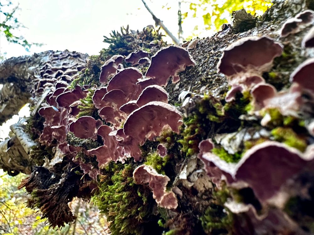 Looking up the length of a stick at the dark, vivid purple undersides of Violet Toothed polypore fungus