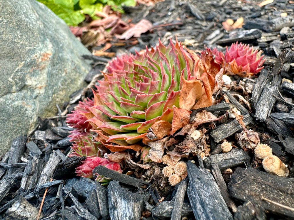 Hens and chicks succulents growing in mulch with a few, tiny, unopened bird’s nest fungi scattered around