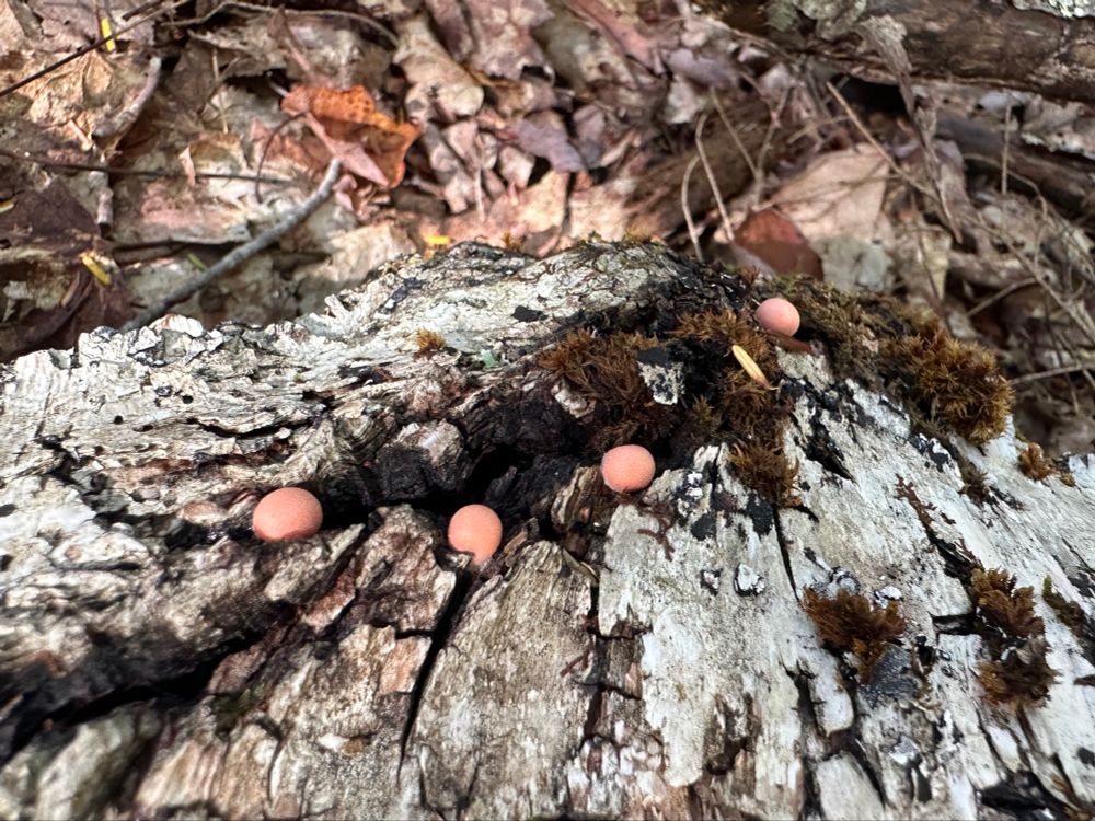 Four pink bubbles of wolf’s milk slime mold growing on a rotting birch log on the ground