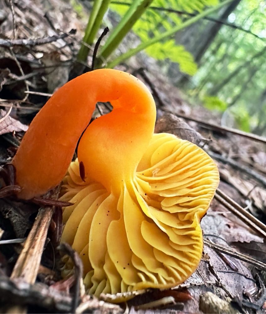 A waxy cap mushroom with yellow gills and an orange stem is growing all twisted and inverted