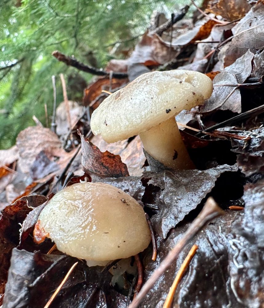Two, small, frozen mushrooms in the leaves