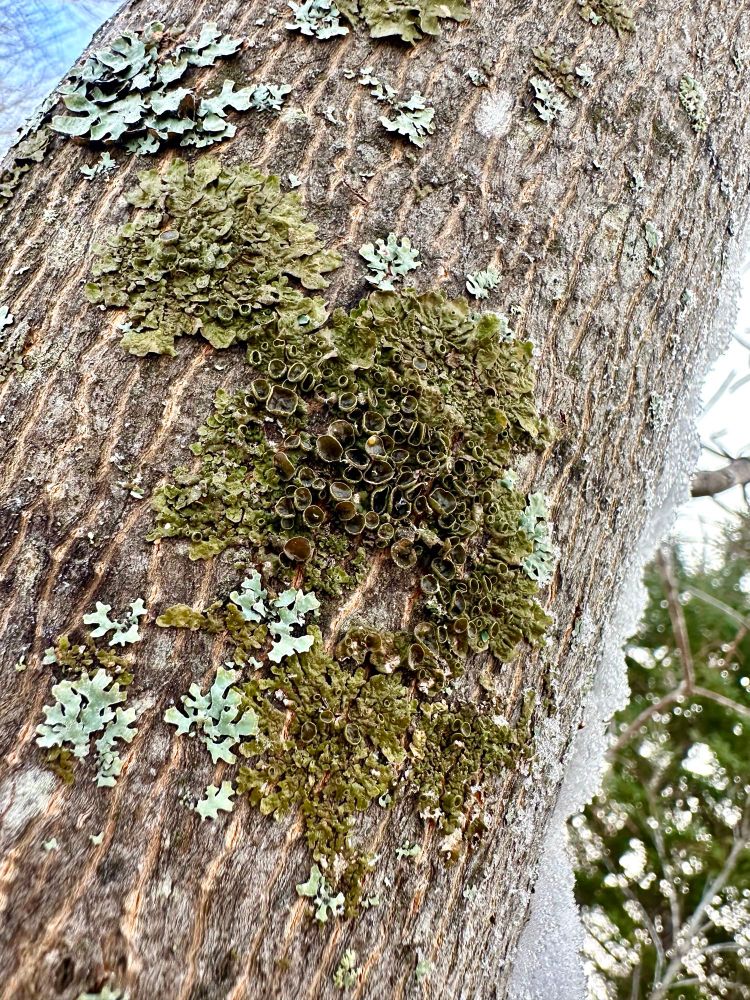 Closeup of a patch of green, baby lichen on the trunk of a snowy tree