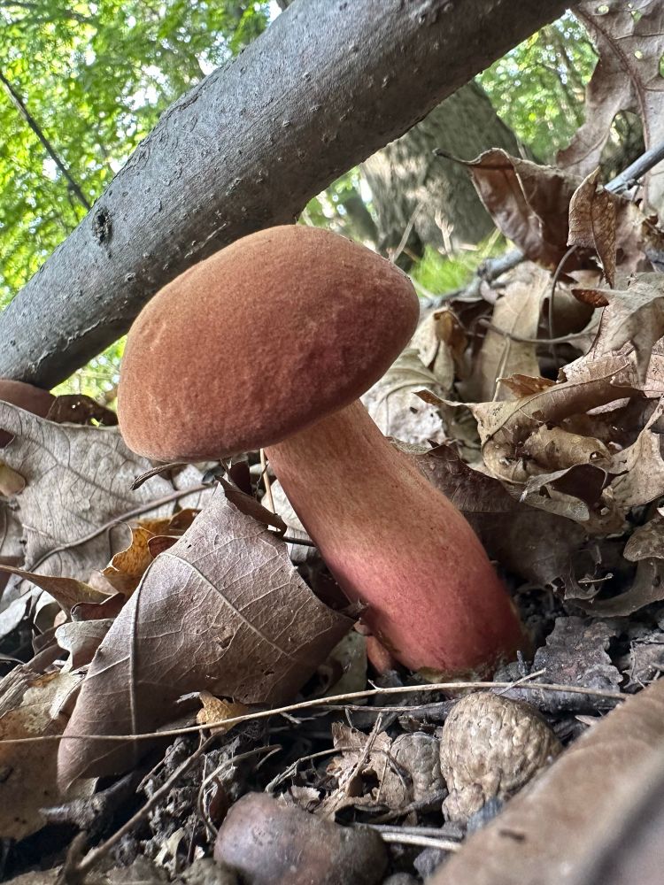 A bolete mushroom with a brown, velvety cap, and a rosy-brown stem