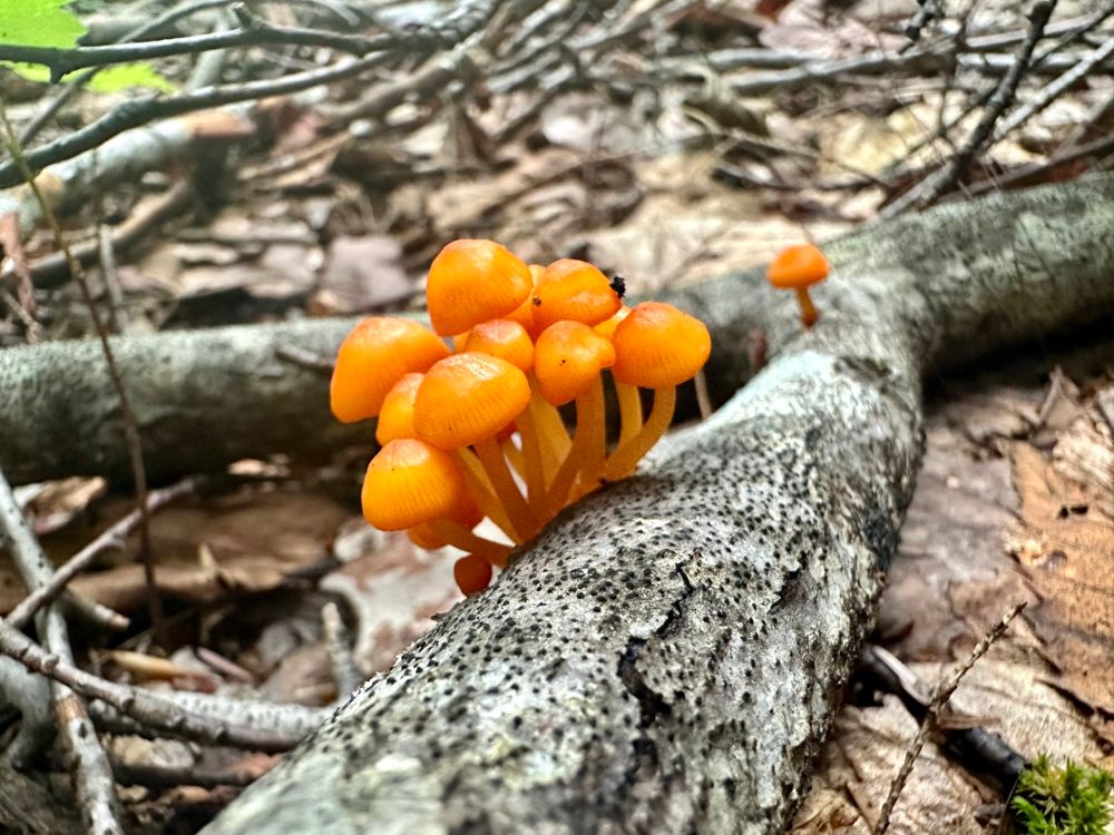 A tight cluster of about a dozen very small, bright orange, baby mushrooms grow from a stick on the ground