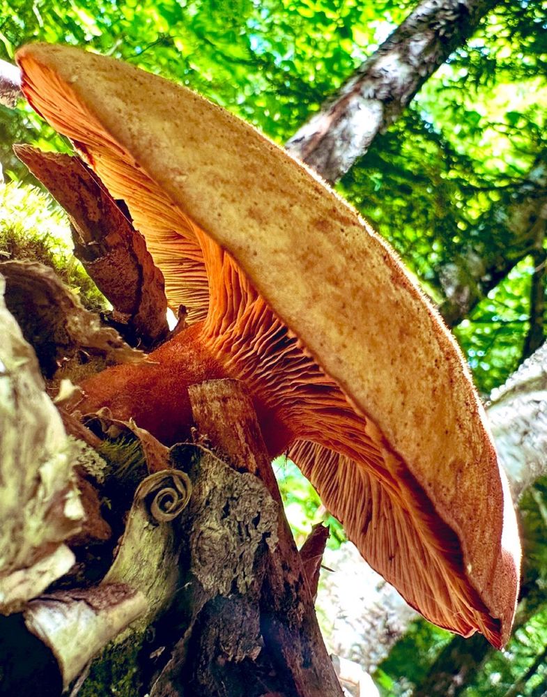 Closeup pic of a mushroom. It is large and looming. It is glowing with shadow and sun. There is a small spiral of bark beneath it.