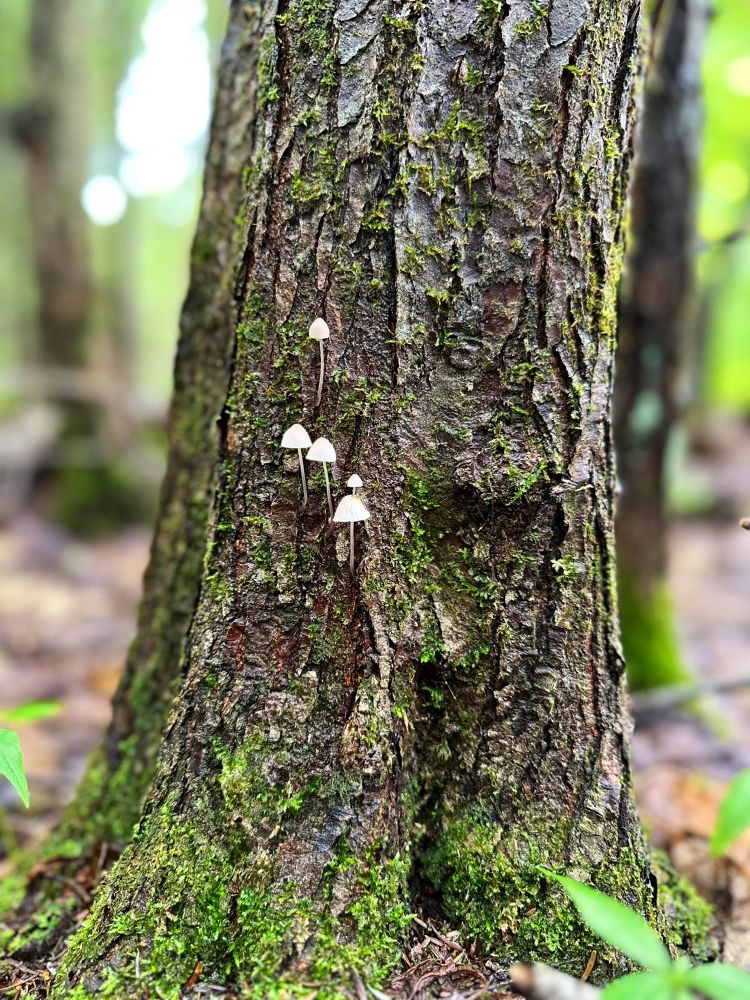 The thick trunk of a tree, growing in the forest. It has beautiful, bright green moss on it and about five tiny, dainty, adorable pure white mushrooms with bell-shaped caps and delicate, slender stems growing together in a small cluster
