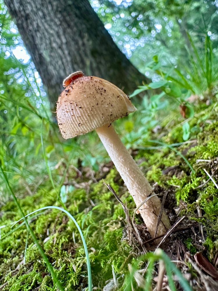 A small, perfect, tan-colored mushroom with a slightly textured stem, and a striated cap with a little something sitting right on top, grows from the mossy forest floor in front of the thick trunk of a tree