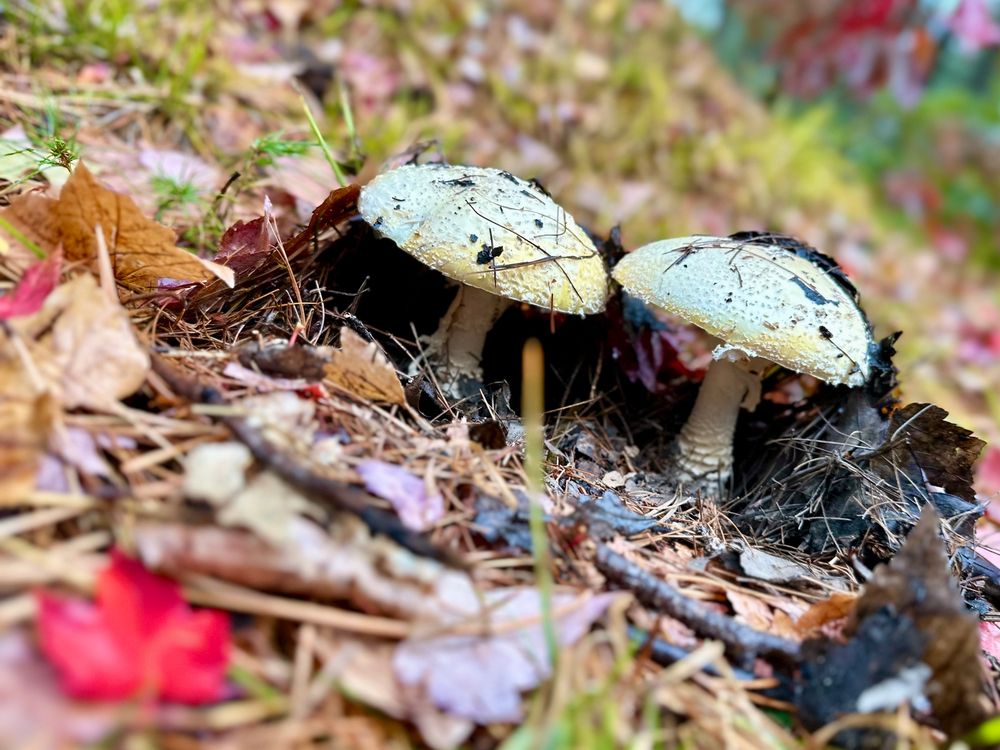 Two, perfect, twin Amanita mushrooms growing next to each other, pushing their way up from under the fallen leaves on a wet, gray day