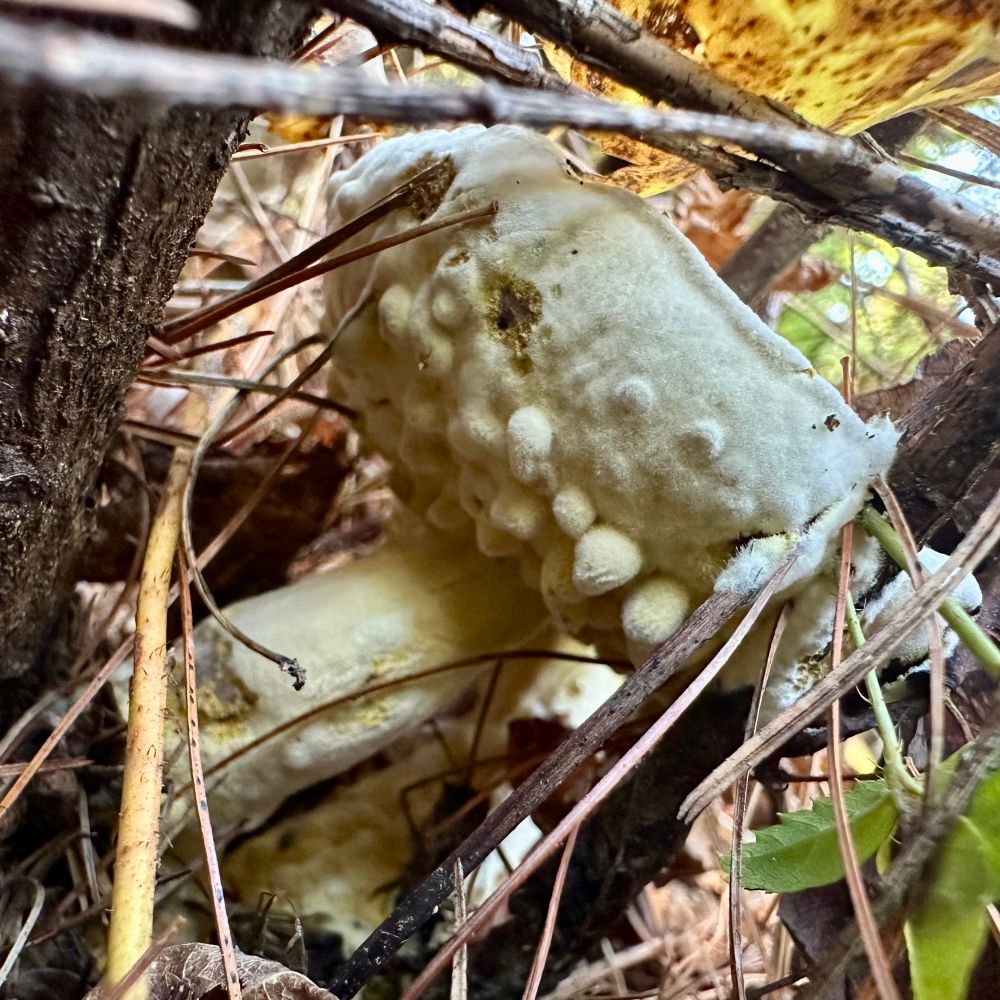 A bolete infected with hypomyces fungus, all white and fuzzy and lumpy 