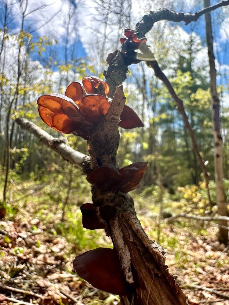 Brown jelly fungus grows its way up a stick to the sky