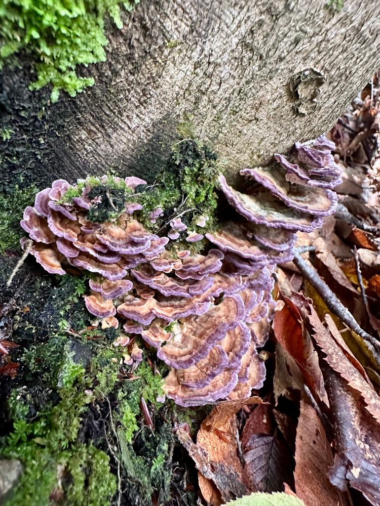 Violet toothed polypore fungus with vibrant purple edges grow in a step-like pattern at the base of a tree with bright green moss
