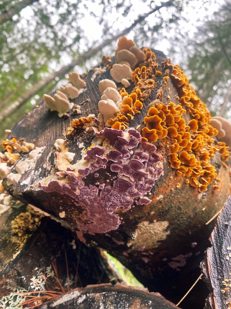 End of a cut log on a pile. Log is absolutely covered in several types of brightly colored fungus… mostly orange, purple, and white