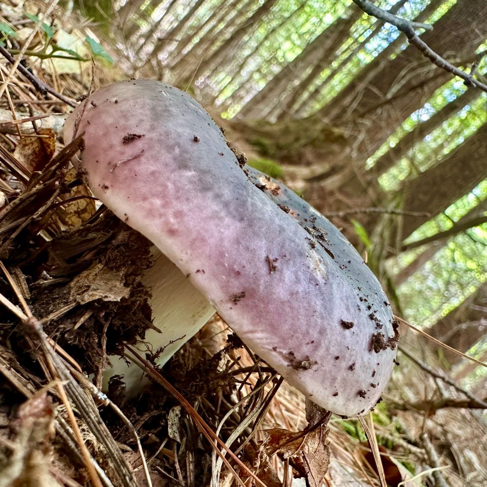 Closeup of a very purple Russula mushroom growing from the forest floor