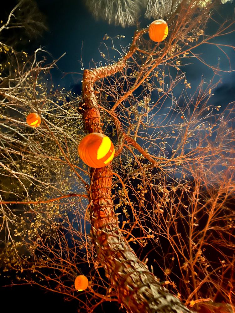 Looking up from under a leafless tree glowing orange in the dark, hung with jack-o’-lanterns, night sky above