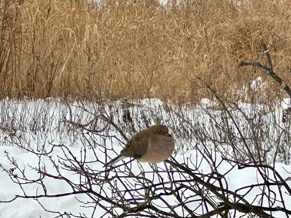 A very chubby Mourning Dove sitting in the branches of a bare bush, snow on the ground, tall brown grasses beyond 