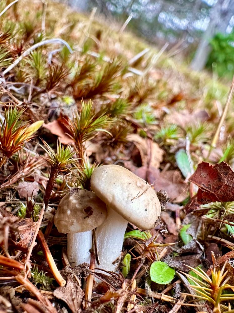 Two, little, tiny, cute, frozen mushrooms snuggled happily together in the moss