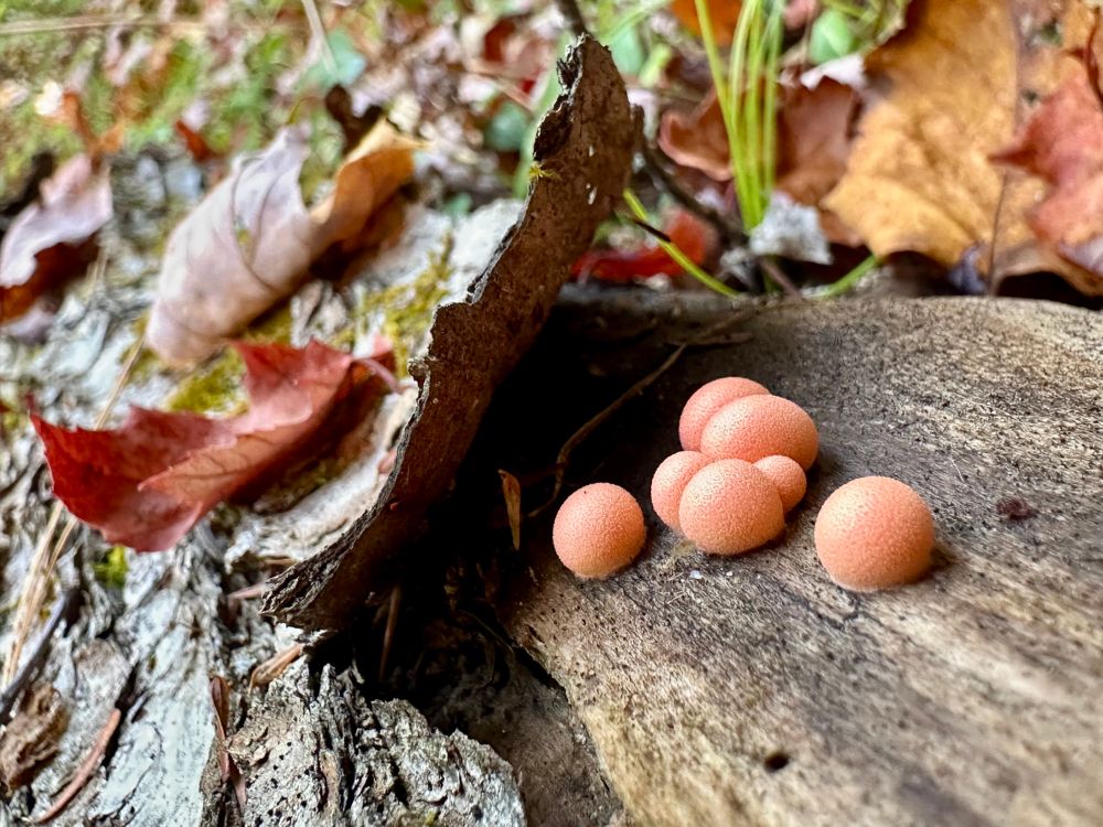 A small cluster of little, pink wolf’s milk slime bubbles grow on a rotted log on the autumn forest floor
