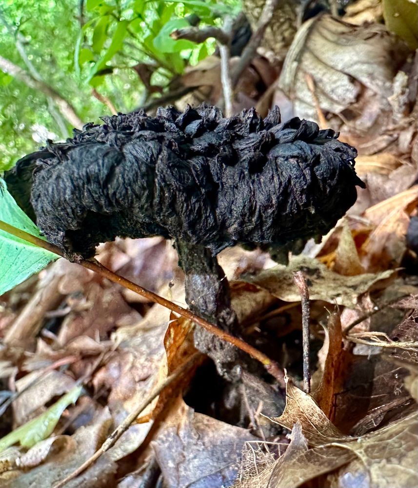 A fluffy-looking, very black mushroom grows on the forest floor